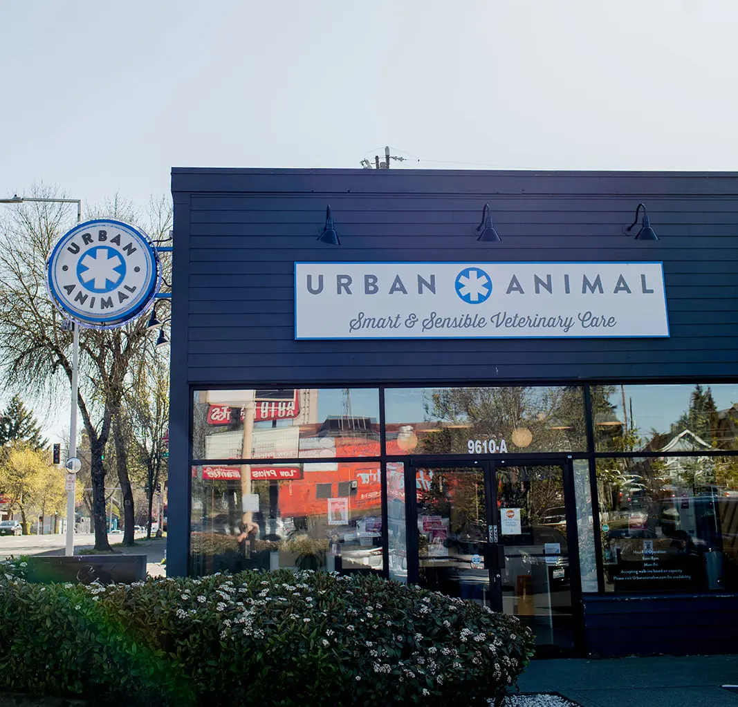 Urban Animal - Seattle